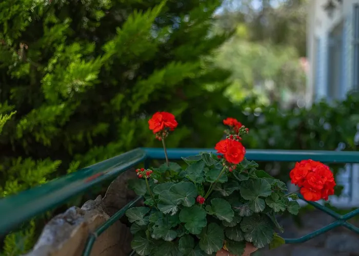 Vasiliki Apartamento Stoúpa